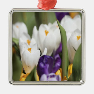 Niederlande, Keukenhoff-Gärten, Tulpen. Silbernes Ornament