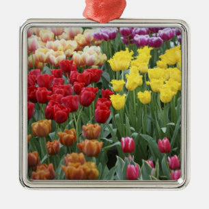 Niederlande, Keukenhoff-Gärten, Tulpen. Silbernes Ornament