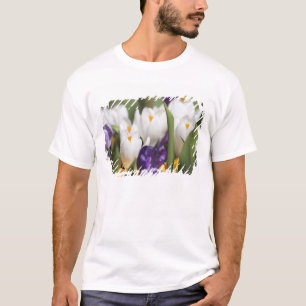 Niederlande, Keukenhoff-Gärten, Tulpen. T-Shirt