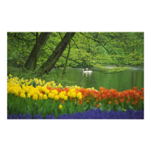 Niederlande, Lisse. Weiße Schwäne auf einem Teich  Fotodruck
