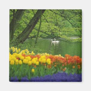 Niederlande, Lisse. Weiße Schwäne auf einem Teich  Magnet