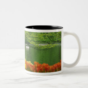Niederlande, Lisse. Weiße Schwäne auf einem Teich  Zweifarbige Tasse