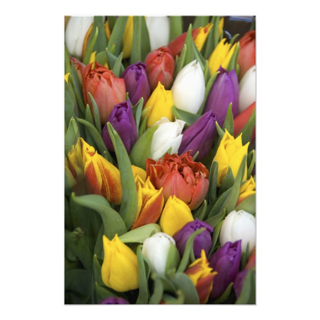 Niederlande, Südholland, Amsterdam Fotodruck (Vorne)