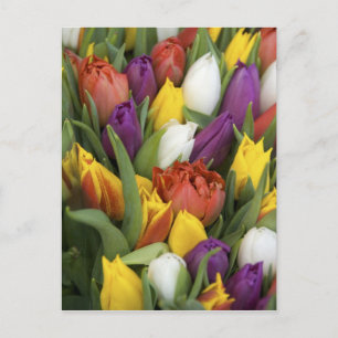 Niederlande, Südholland, Amsterdam Postkarte