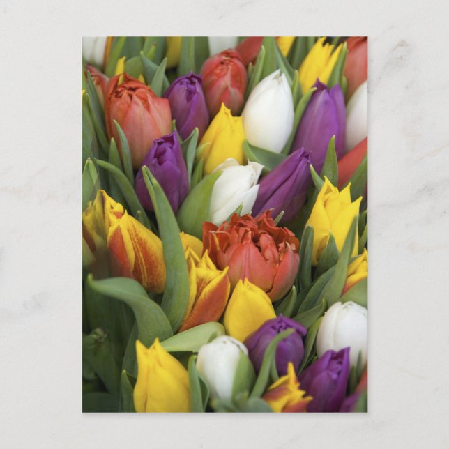 Niederlande, Südholland, Amsterdam Postkarte (Vorderseite)