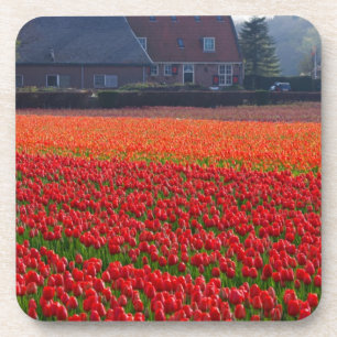 Niederlande: Tulip Field in Holland Untersetzer