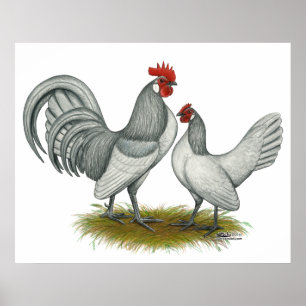 Niederländisch Bantam: Self Blue Poster