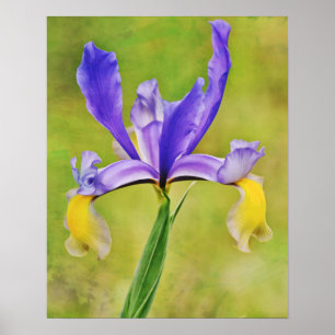 Niederländisch Iris Blume Fotokunst Poster