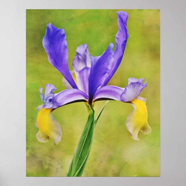 Niederländisch Iris Blume Fotokunst Poster (Vorne)