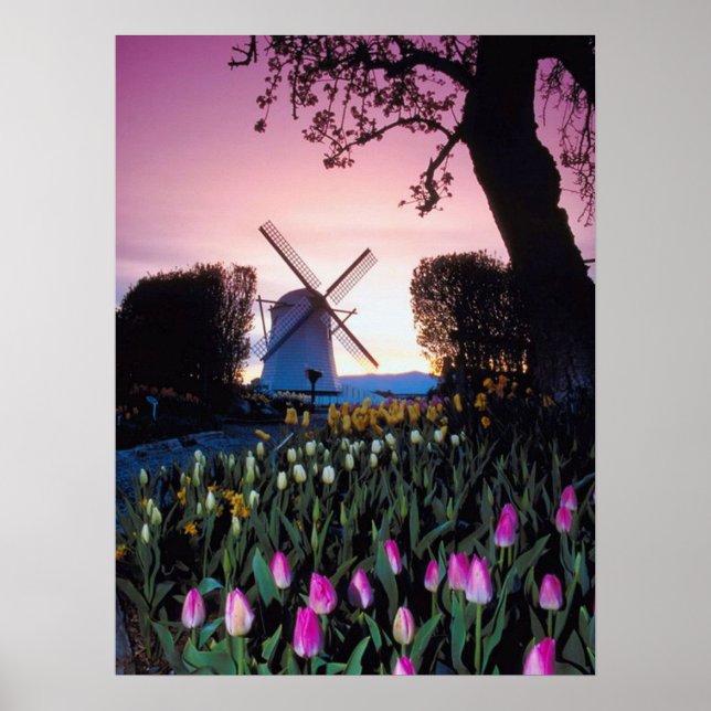 Niederländische Windmühle bei Sunset in Holland Po Poster (Vorne)