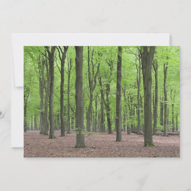 Niederländischer Wald (Vorderseite)