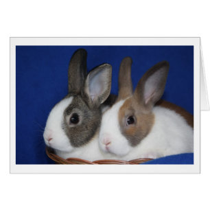 Niederländisches Kaninchen-leere Karte