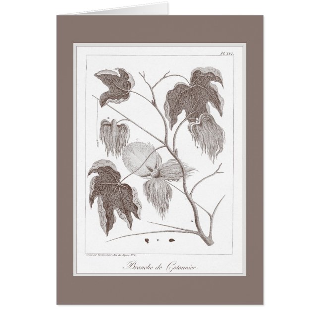 Niederlassung der BaumwollPflanze - hübsches (Vorne)