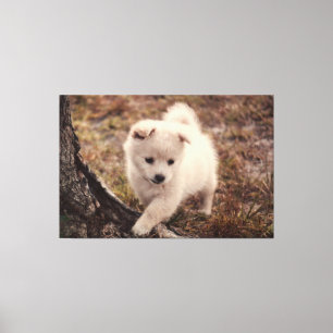 Niedlich Adorable Fluffy Snowball Puppy Hund Leinw Leinwanddruck