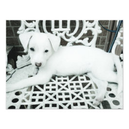 Niedlich Adorable White Puppy Foto Erweiterung