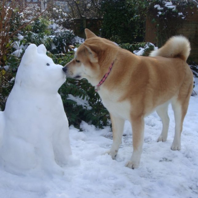 niedlich akita kissende Snowman akita Foto Puzzle (Von Creator hochgeladen)