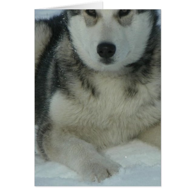 Niedlich Alaskan Malamute (Vorne)