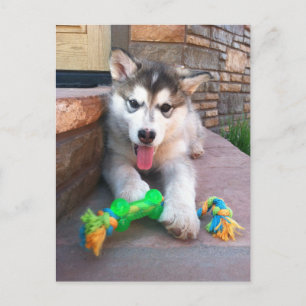 Niedlich Alaskan Malamute Puppy Foto Miss You Postkarte