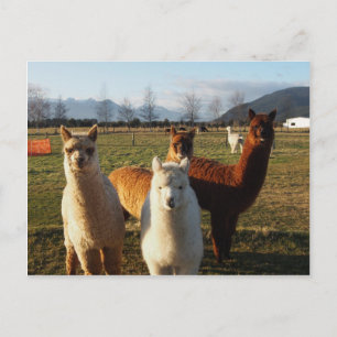 Niedlich Alpacas Postkarte