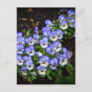 Niedlich als Schaltflächen Postkarte