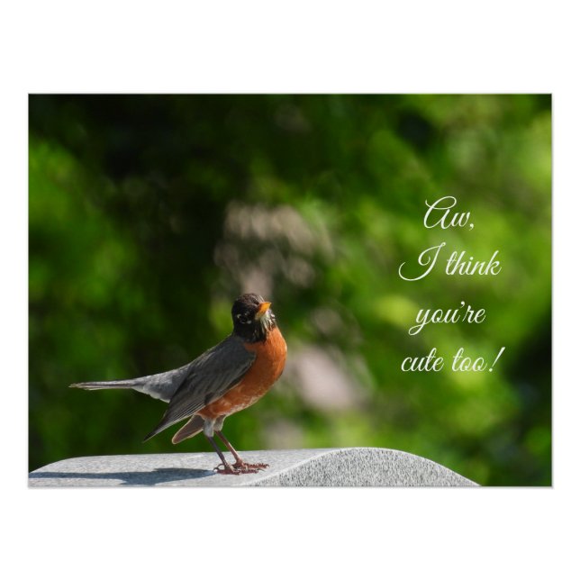 Niedlich American Robin *nach Kundenwunsch* Poster (Vorderseite)