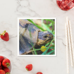 Niedlich Angulate Tortoise Südafrika Serviette