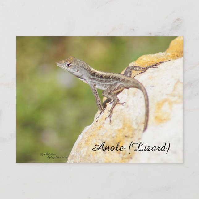 Niedlich Anole Lizard Postcard Postkarte (Vorderseite)