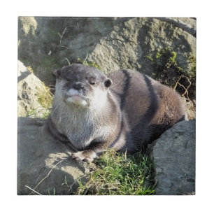 NIEDLICH ASIAN OTTER FLIESE