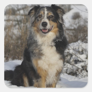 Niedlich Aussie Puppy Dog Lover Australian Shepher Quadratischer Aufkleber