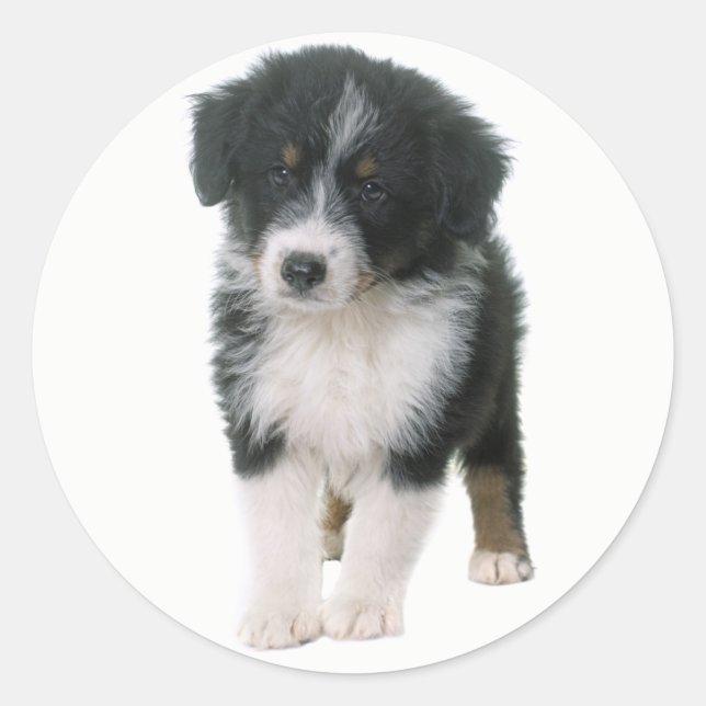 Niedlich Aussie Puppy Dog Lover Australian Shepher Runder Aufkleber (Vorderseite)