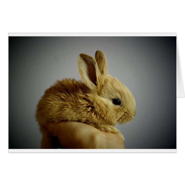 Niedlich Baby Bunny in der Hand (Vorderseite (Horizontal))