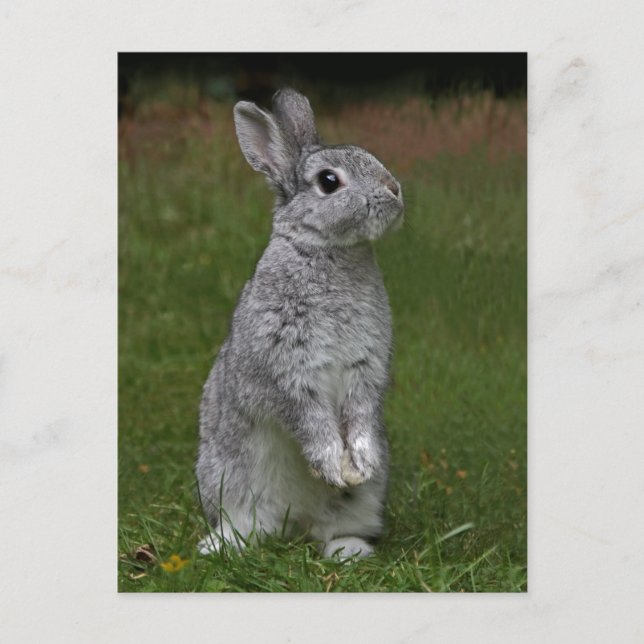 Niedlich Baby Bunny Postcard Postkarte (Vorderseite)