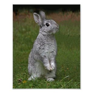 Niedlich Baby Bunny Print Fotodruck