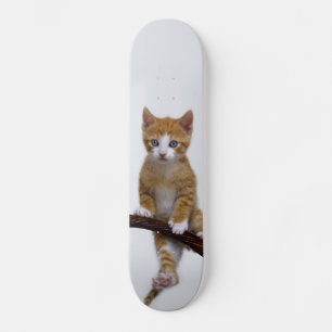 Niedlich Baby Cat Kitten Funny Gym Foto - Skateboard