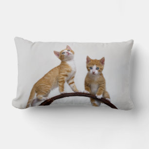 Niedlich Baby Cats Kittens Funny Gym Foto - Thread Lendenkissen
