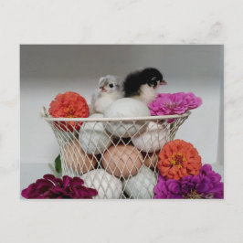Niedlich Baby Chickens Postcard Postkarte