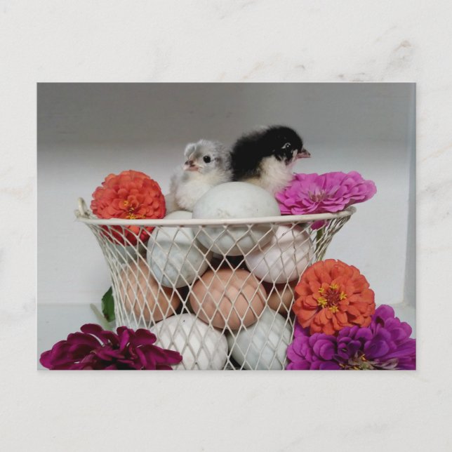 Niedlich Baby Chickens Postcard Postkarte (Vorderseite)