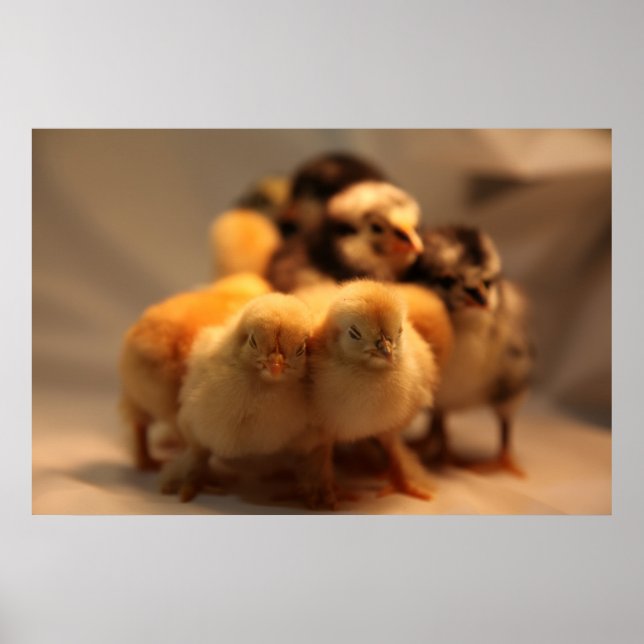 Niedlich Baby Chicks Poster (Vorne)