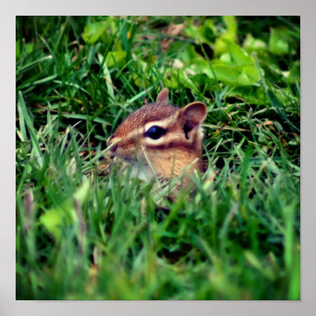 Niedlich Baby Chipmunk Peeking Wildlife Poster (Vorne)