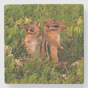 Niedlich Baby Chipmunks Animal Art Steinuntersetzer