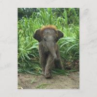 Niedlich Baby Elephant