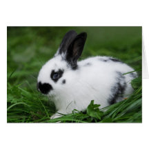 Niedlich Baby English Bunny Rabbit - Baby Animals