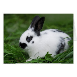Niedlich Baby English Bunny Rabbit - Baby Animals