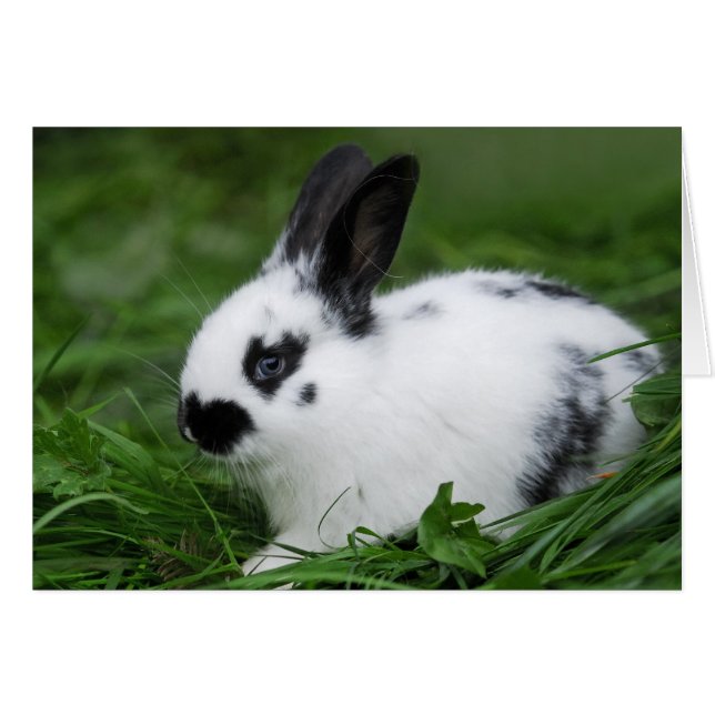 Niedlich Baby English Bunny Rabbit - Baby Animals (Vorderseite (Horizontal))