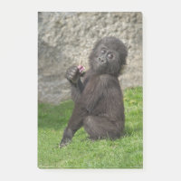 Niedlich Baby Gorilla