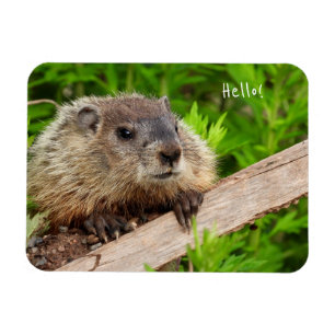 Niedlich Baby Groundhog / Woodchuck Magnet