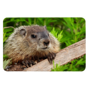 Niedlich Baby Groundhog / Woodchuck Magnet