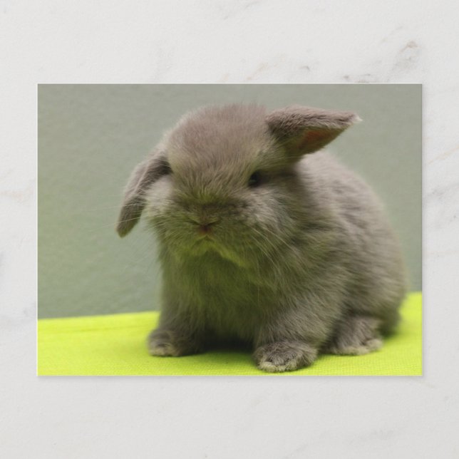 Niedlich Baby Holland Lop Postkarte (Vorderseite)
