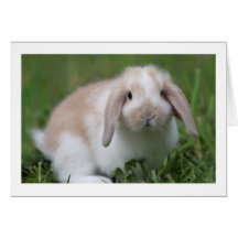 Niedlich Baby Holland Lop Rabbit - Baby Animals