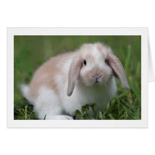 Niedlich Baby Holland Lop Rabbit - Baby Animals (Vorderseite (Horizontal))